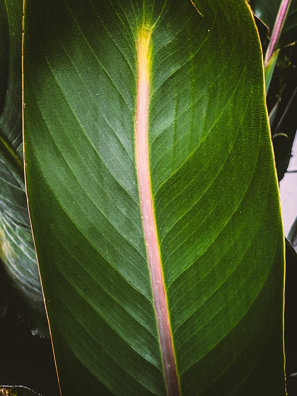Nature · plate 6