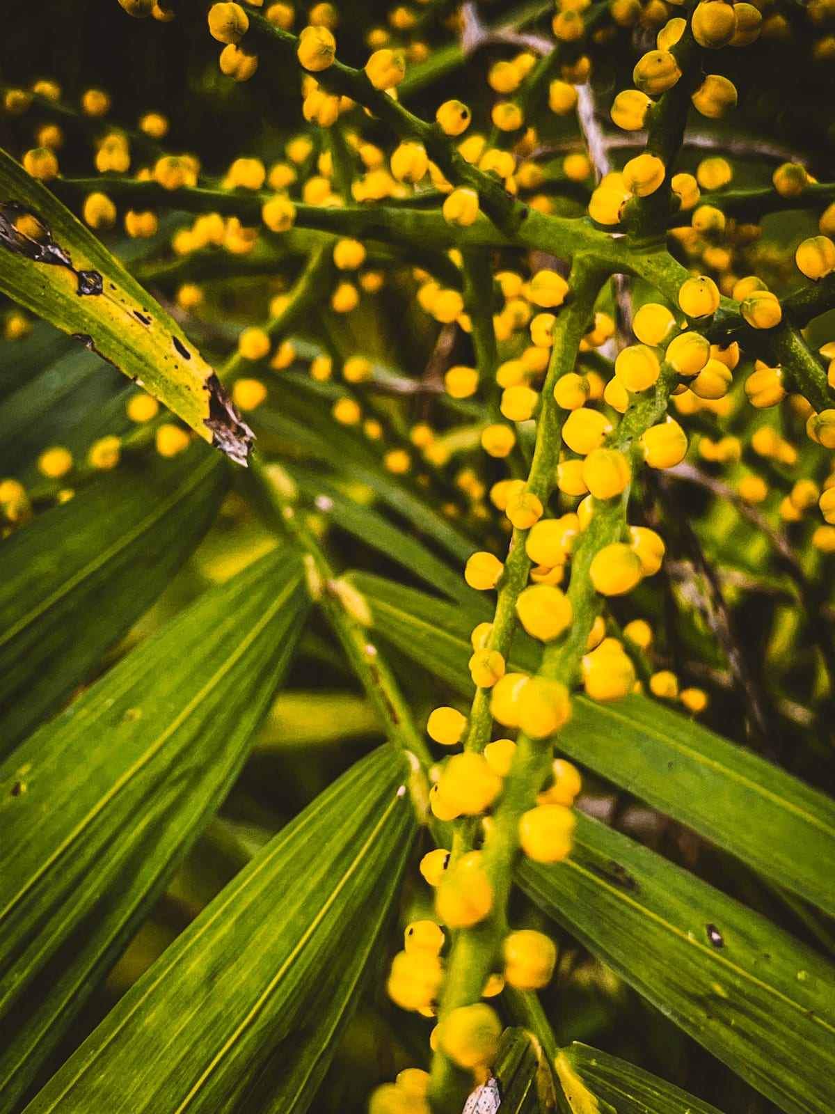 Nature · plate 9