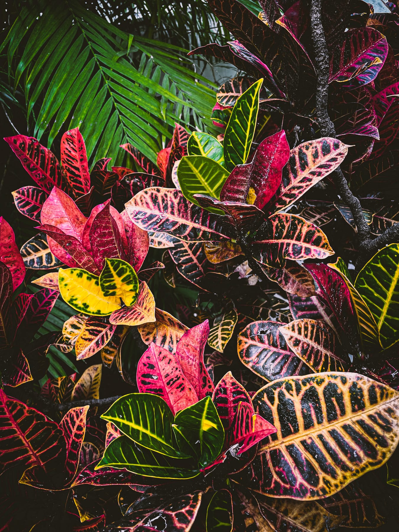 Nature · plate 13
