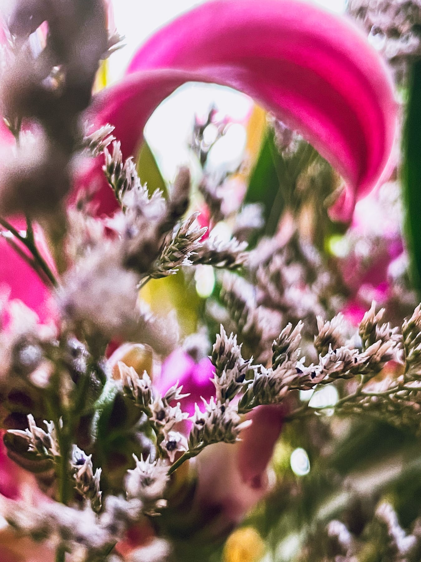 Nature · plate 15