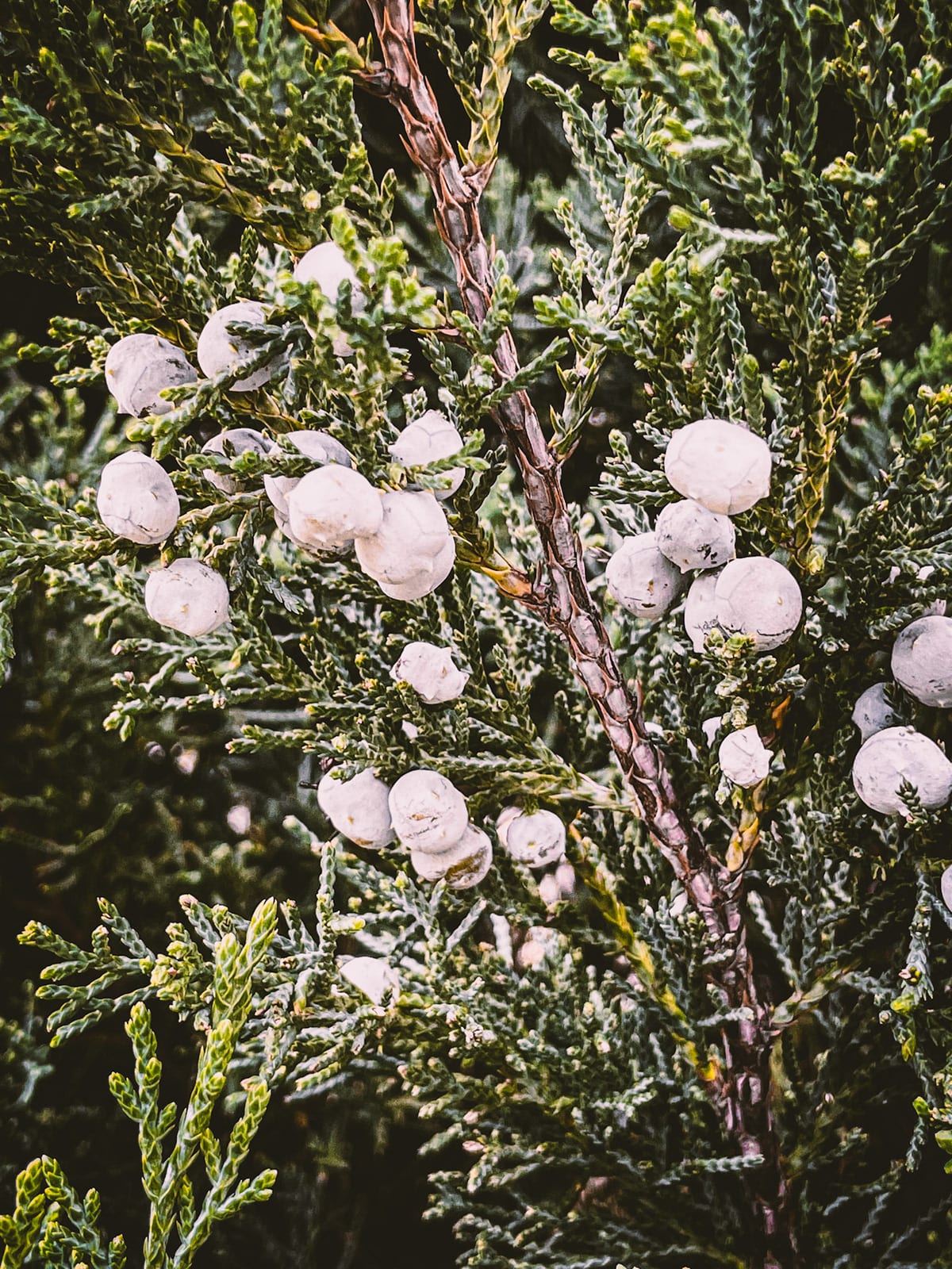 Nature · plate 18