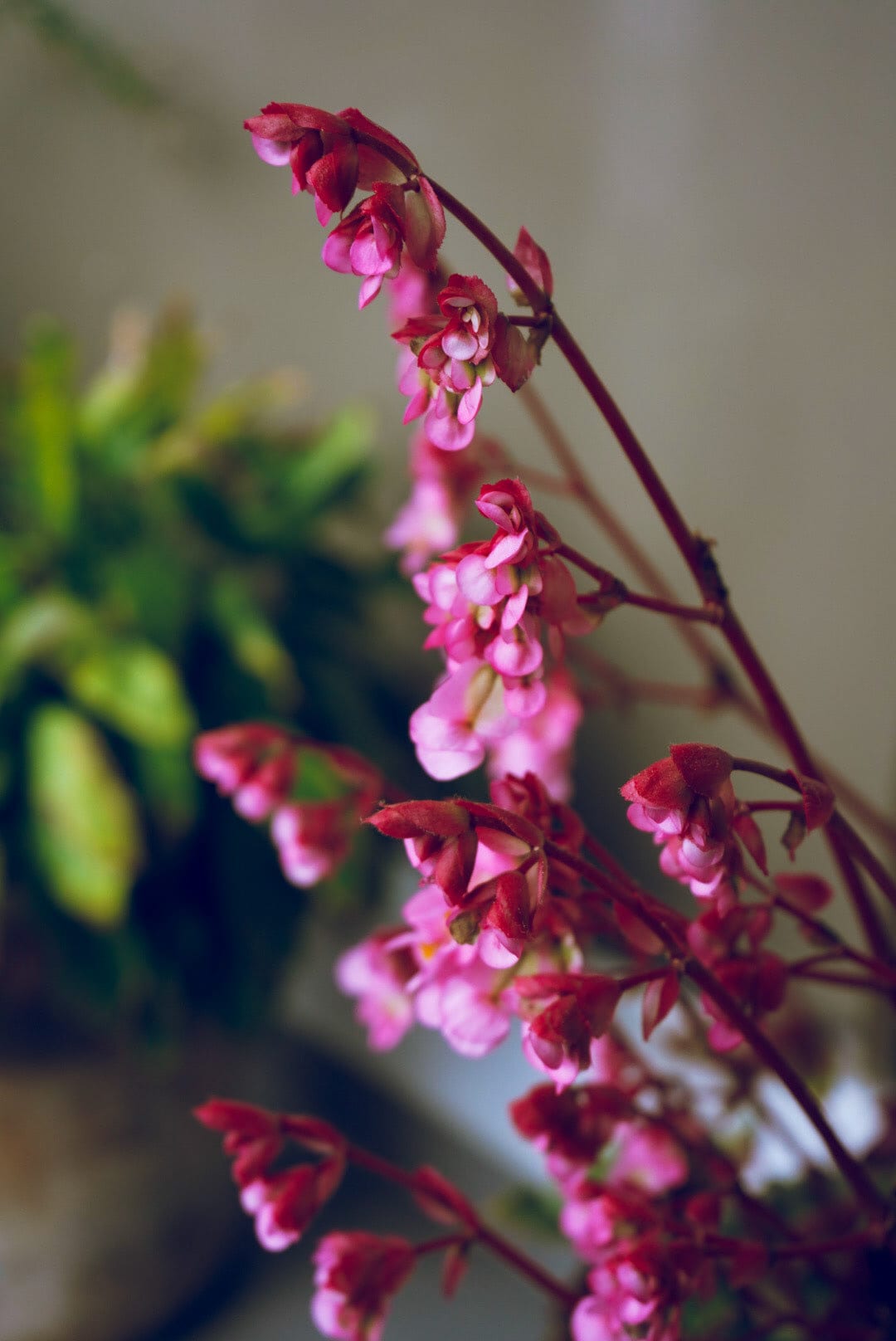 Nature · plate 19