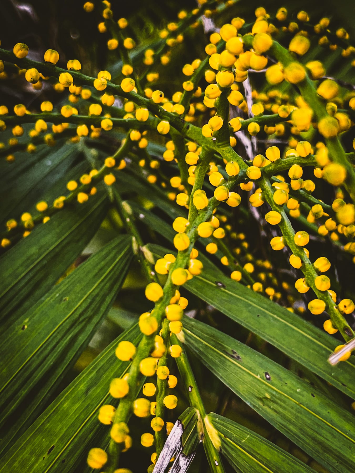 Nature · plate 20