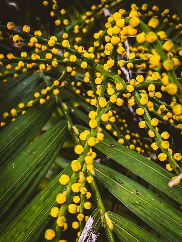 Nature · plate 21