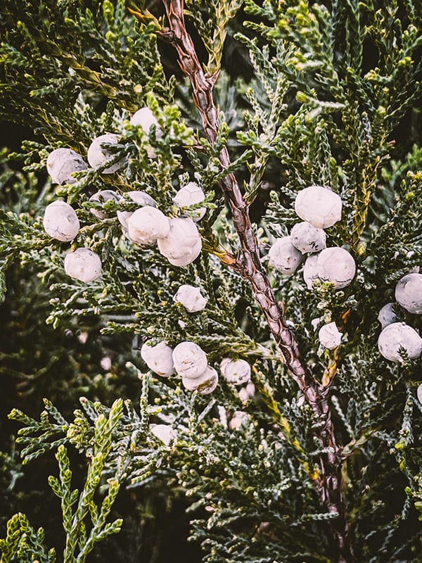 Nature · plate 22