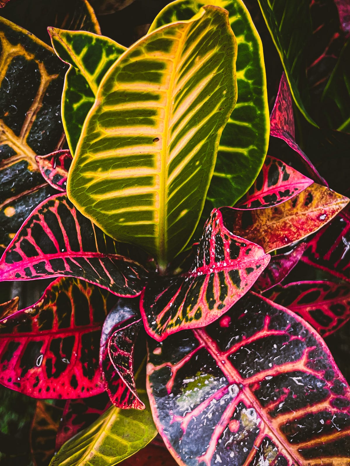 Nature · plate 25